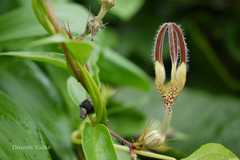 Ceropegia vincifolia